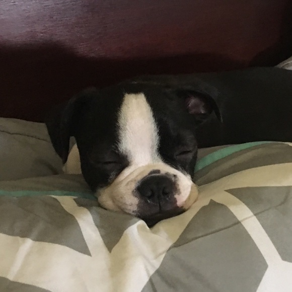 Meet your Posher, Anthea - Picture 1 of 1